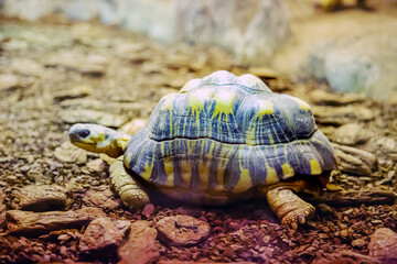 Madagascar radiant turtle (Latin Astrochelys radiata) against the background of sea sand on a clear sunny day. Animals, mammals, predators.