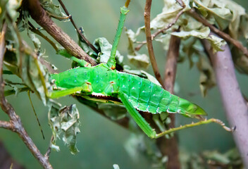 The stickworm is multi-winged (Lat. Phasmatodea) green color similar to a leaf sitting on the branches of a tree among the foliage. Wildlife fauna insects.