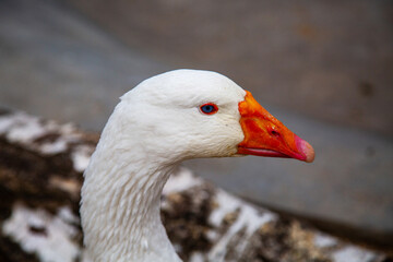 Curly Goose head (Lat. Anser) with a beautiful white neck on a clear sunny day. Fauna nature birds ornithology ecology.
