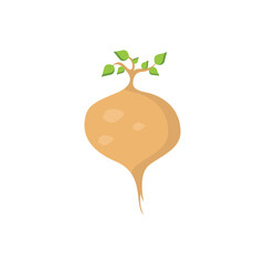 jicama graphic design vector