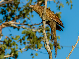 Pheasant Coucal in Queensland Australia