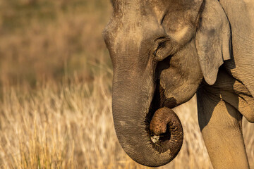 wild female asian elephant or Elephas maximus indicus face closeup at dhikala zone of jim corbett...
