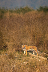 wild female bengal tiger or panthera tigris standing with eye contact and scenic grassland landscape view in background in winter season at dhikala zone jim corbett national park uttarakhand india