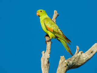 Red-winged Parrot in Queensland Australia