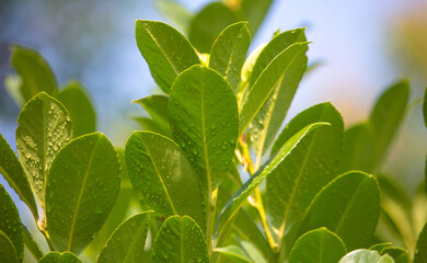 Fototapeta na wymiar Green leaves of a plant in drops of water