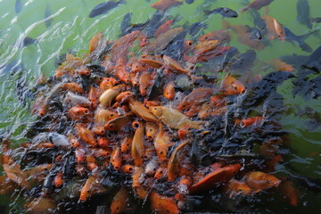 The beautiful red goldfish swimming in the pond