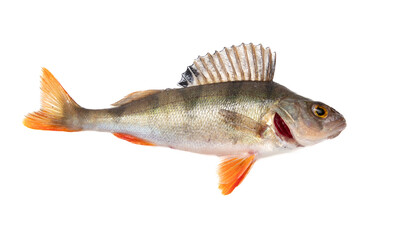 Perch fish isolated on a white background.