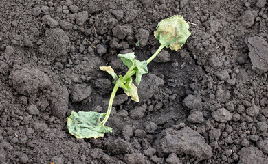 Dying watermelon seedling in the ground.