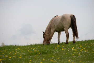 Weidesaison. Bunt gemischte Pferdeherde auf der blühenden Weide im Frühling