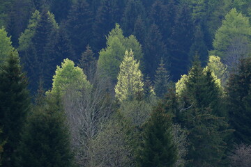 Mixed forest in spring