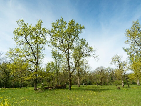 รูปภาพHalbtrockenrasen เลือกดูภาพถ่ายสต็อก เวกเตอร์ และวิดีโอ112