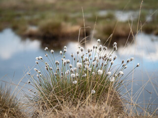 cottongrass on swamp  in sunlight