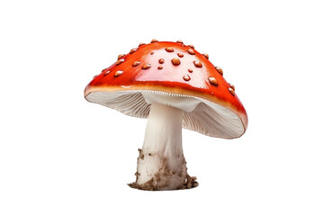 fly mushroom