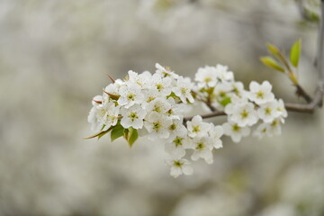 Pear flower in full bloom in spring
