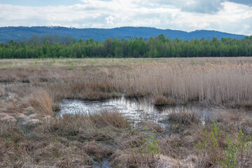 Bog  Grosses Torfmoor in Germany.