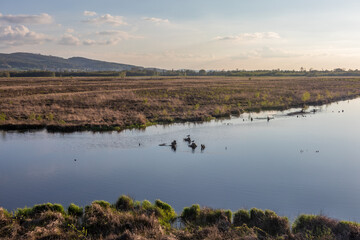Bog  Grosses Torfmoor in Germany.