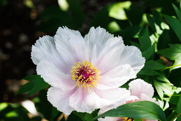 Obraz premium Macro photography of a peony