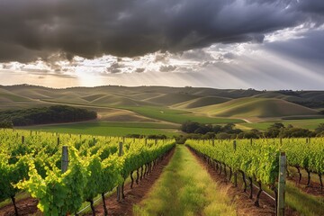 Fototapeta premium vineyard with rolling hills and dramatic sky in the background, created with generative ai