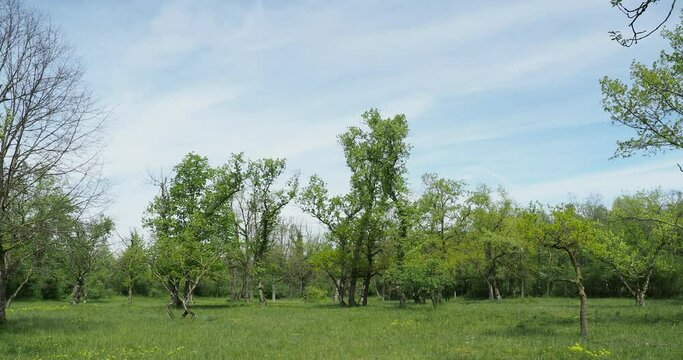 Naturlandschaft Totengrien, Istein bei Efringen-Kirchen. Halbtrockenrasen und einmalige Vegetation entlang Auenw&auml;lder und Landstra&szlig;e 137
