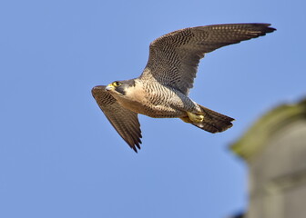 Urban peregrine falcon in Belper, Derbyshire