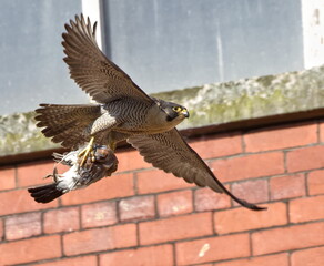 Urban peregrine falcon carrying prey