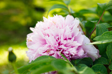 Macro photography of a peony