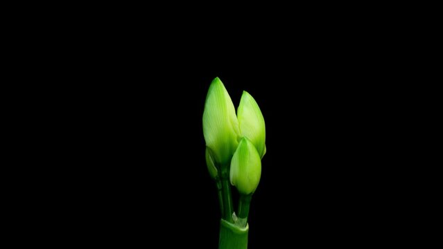 Macro time lapse blooming white Amaryllis, Hippeastrum flower, isolated on pure black background, close-up. Wedding backdrop, Valentine's Day, holiday, love, birthday design concept.