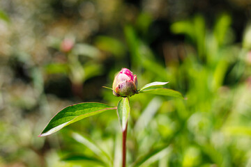 Macro photography of a peony