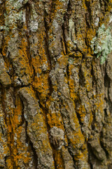 Detailed photo of pine bark surface