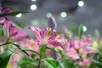 Obraz na płótnie Canvas Close up photo of lilly flower in park