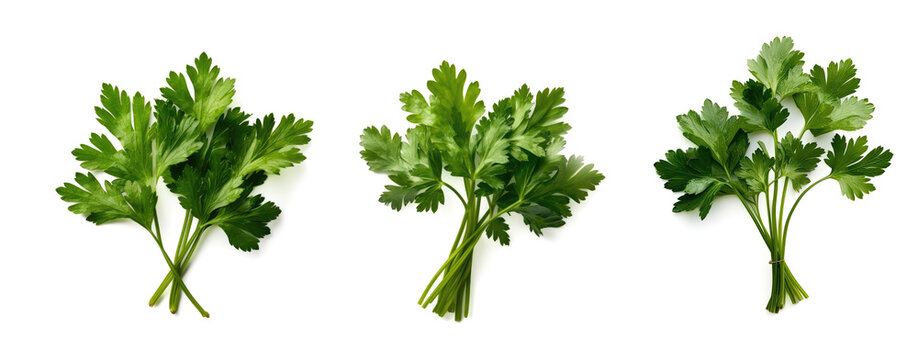 A lush green Parsley bunch lies on a flawless white backdrop, created by Generative AI