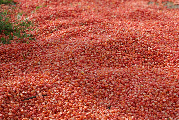 Red sweet corn.  It's red because of the Anthocyanin