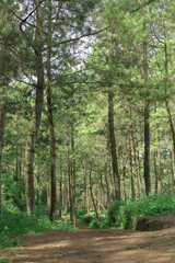 Fototapeta premium lush trees in the pine plantation area