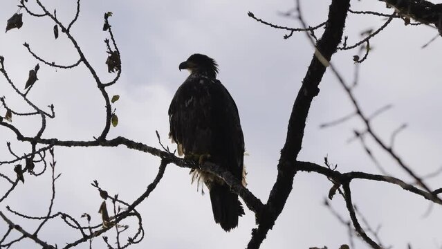 Silhouette of bald eagle on tree branch as it sits on tree branch