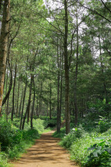 Fototapeta na wymiar lush trees in the pine plantation area
