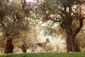 Czechoslovakian wolfdog in the olive grove. A beautiful dog that looks like a wolf in nature. Pet in the woods