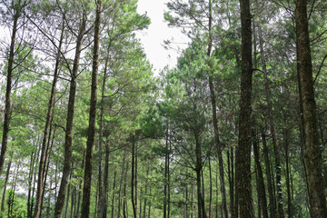 Fototapeta na wymiar lush trees in the pine plantation area