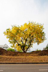 cassod tree, cassia siamea or siamese senna is yellow flower which is edible plant chiangmai Thailand