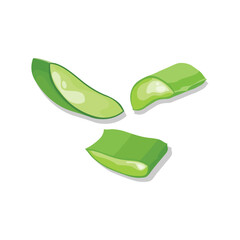 Vector illustration flatlay (top view) of Aloe vera cutting leaves with sliced and gel drops isolated on white background. Aloe vera plant herb nature