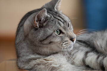 可愛い猫　サバトラ猫