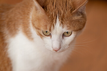 見つめる猫　茶トラ白