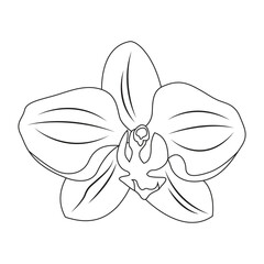 Vector illustration of orchid flower. Beautiful tropical flower in pot. Phalaenopsis orichidae line art outline coloring
