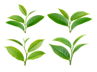 green tea leaf isolated on transparent png