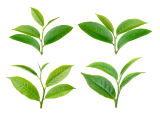 green tea leaf isolated on transparent png