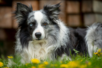Border collie dog lying  in a spring meadow