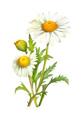 Chamomiles isolated on white background. Beautiful daisies in watercolor style. Generative AI.