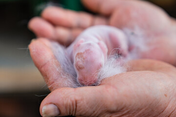 A newborn rabbit in the hands of a farmer. Breeding rabbits.