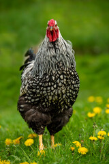 Wyandotten rooster in a spring meadow