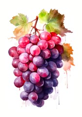 Bunch with red grapes isolated on white background in watercolor style. Generative AI.