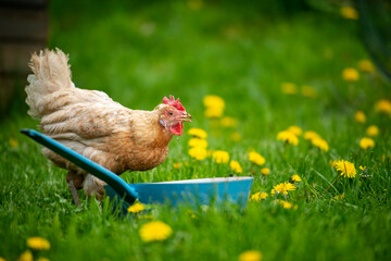 Hen in a spring meadow